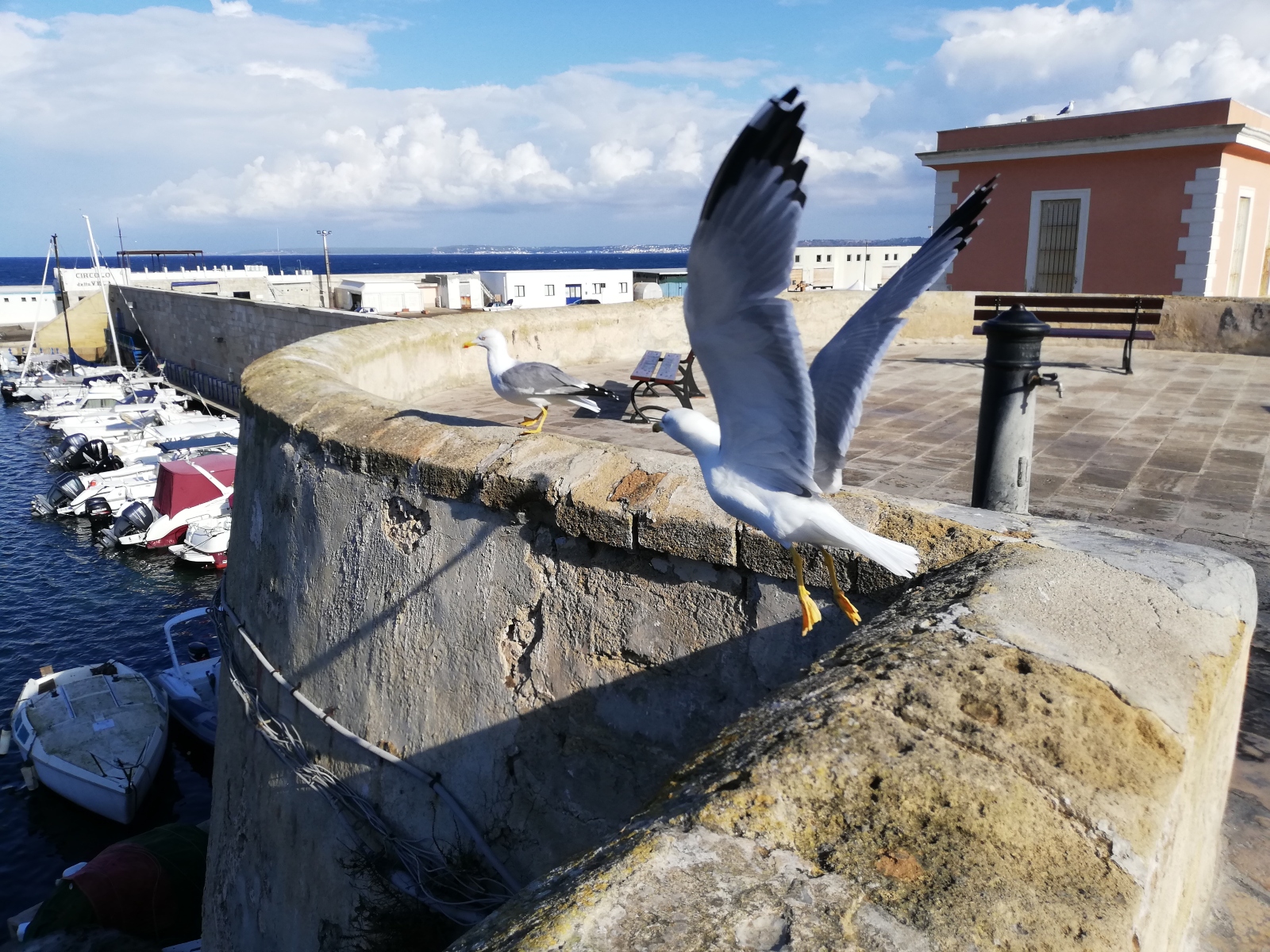 Vola, donna, e possa tu trovare senso.