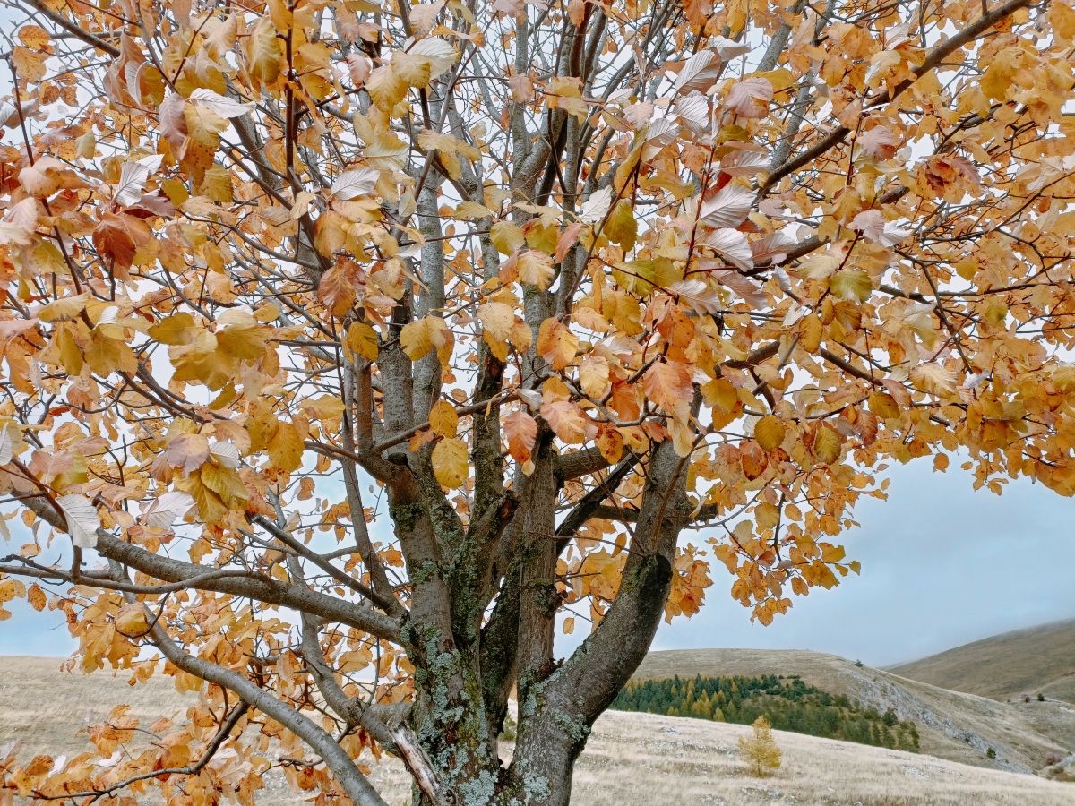 E’ autunno, in Italia. Rischiamo un lungo, lungo inverno.