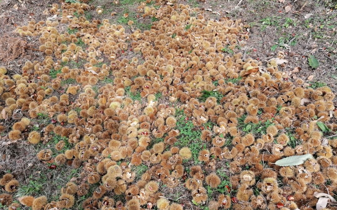 Autunno. Tempo di Scuola. Una vecchia storia moderna.