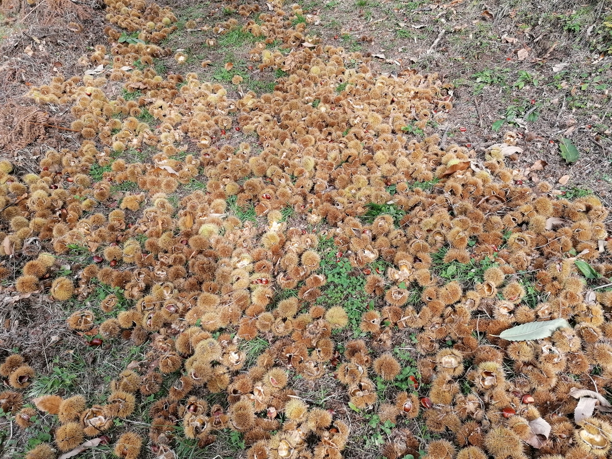 Autunno. Tempo di Scuola. Una vecchia storia moderna.